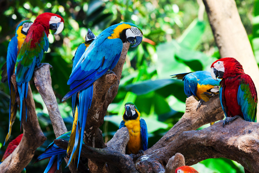Tropical bird habitats