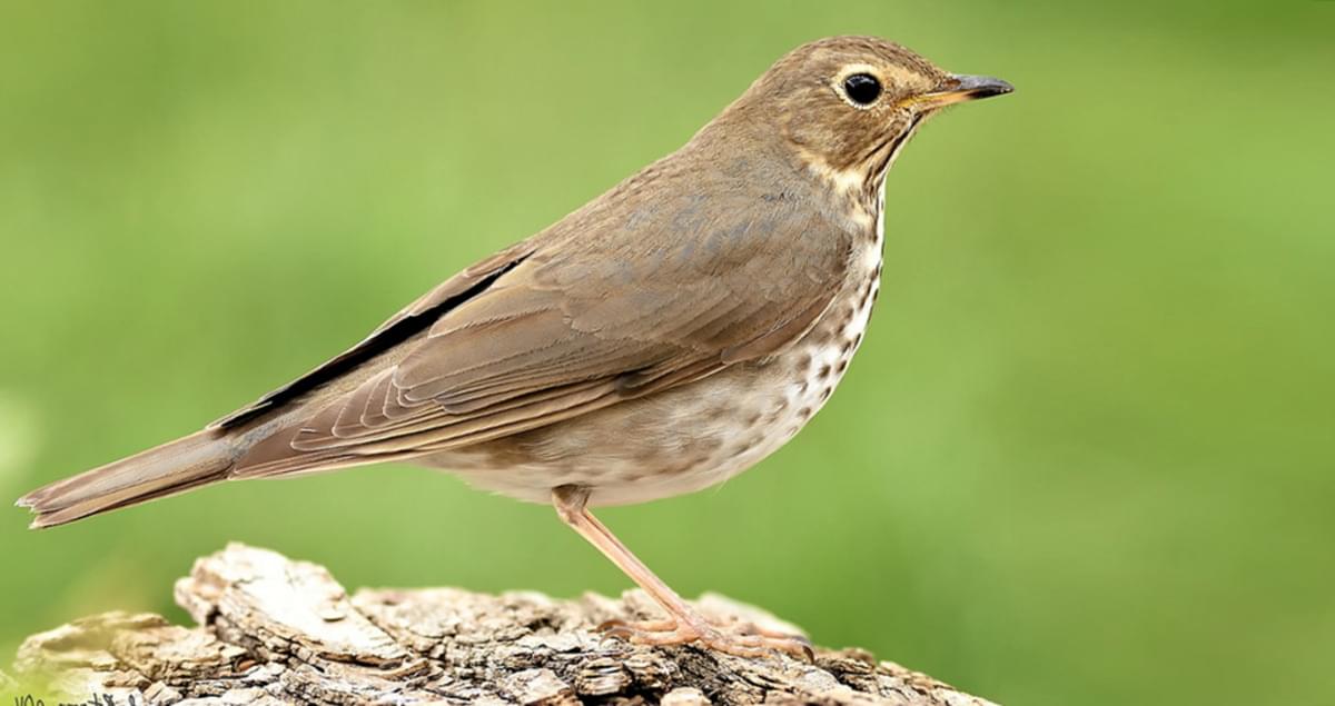 Bird Species Affected by Climate Change