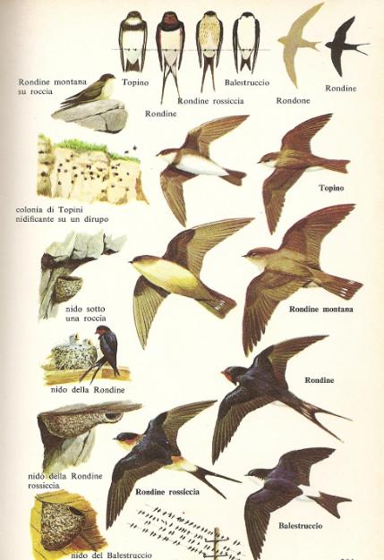 Uccelli predatori naturali delle cimici