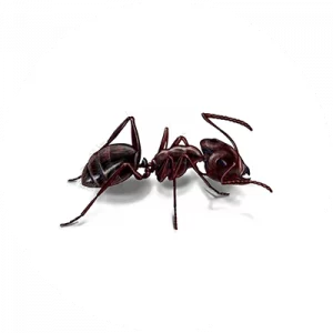 Carpenter Ant Treatment