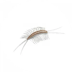 Centipede & Millipede Treatment