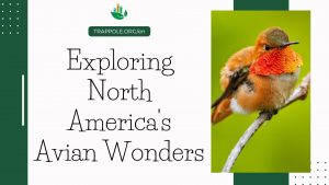 Exploring North America’s Avian Wonders: Bird Species Identification, Expert Tips and Tools