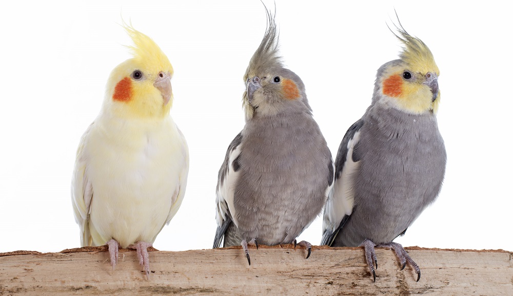 Benefits of having a talking bird as a pet