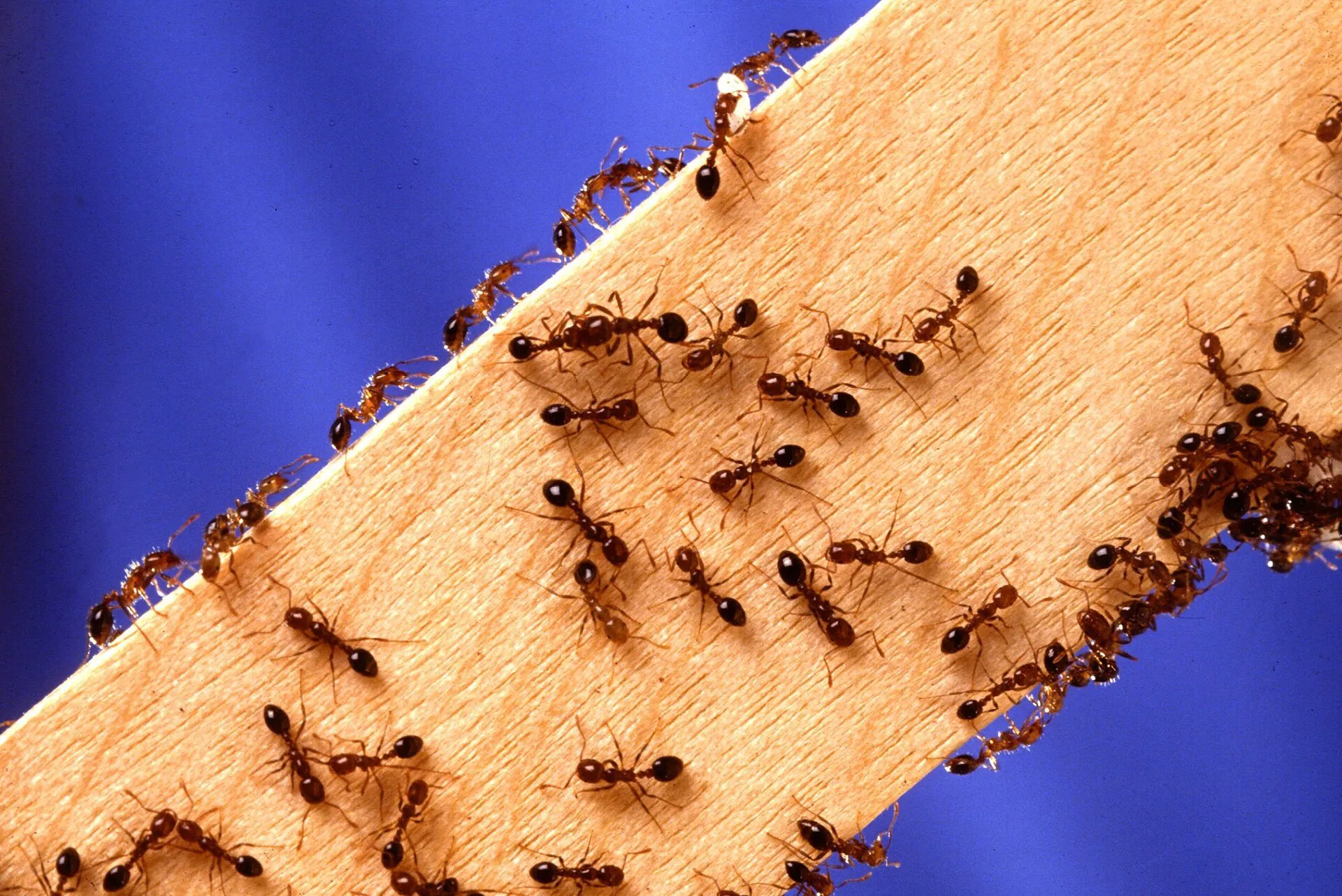 ants: predators of bed bugs